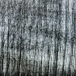 Multiples 15.2 (winter forest)