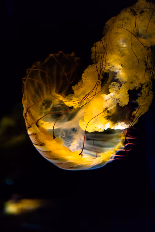 Item #11823596008958279649745844571271956333298936525700857190365537785291254792193 Media