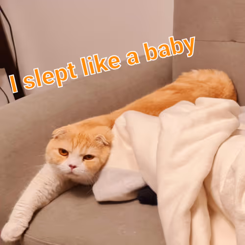 Funny_Cat Collection - old