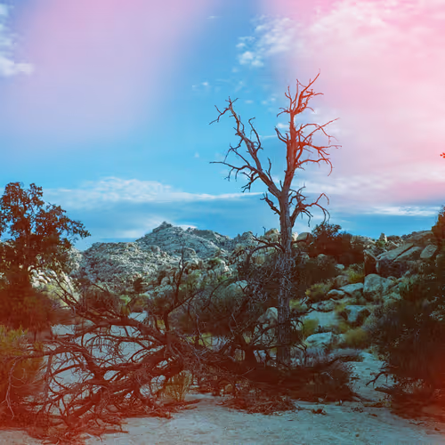 Joshuatree
