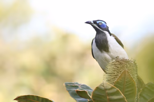 Item #38679742034539595231050778277230577149943789844640085041494942467191744757761 Media