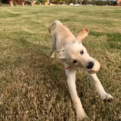Donut_35