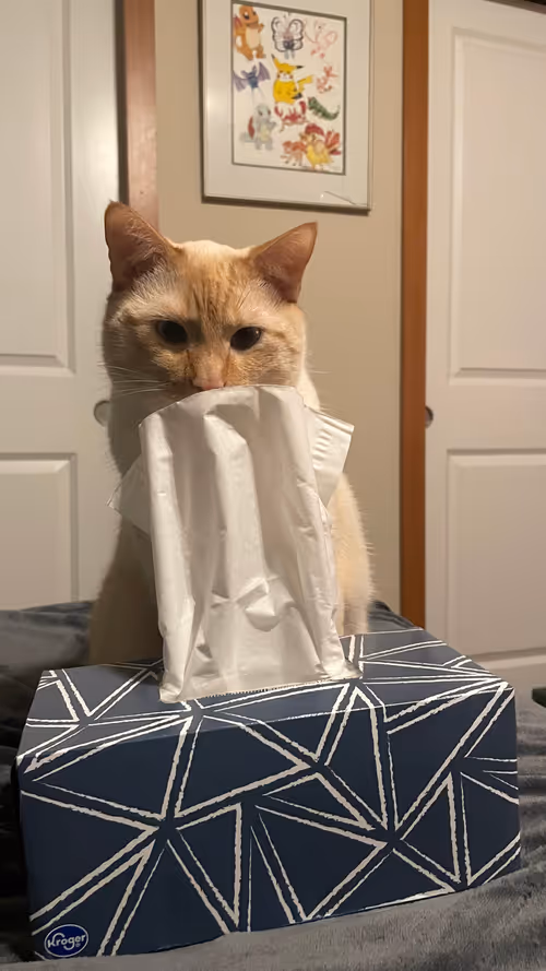 Item #85372614451601049128390630947184924740870395755451732098138121157362585698305 Media