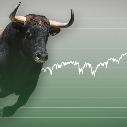 bull