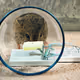 The mouse in thought before the mousetrap