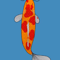 Koi #10