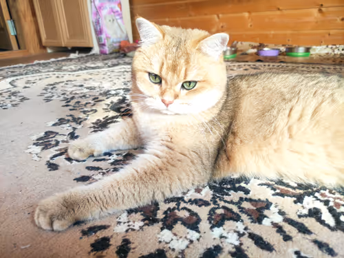 Item #46348599472569713654731178302084384440561957905567404983387339780059419377665 Media