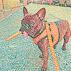 Tikkity Boo likes a treat on the street #2