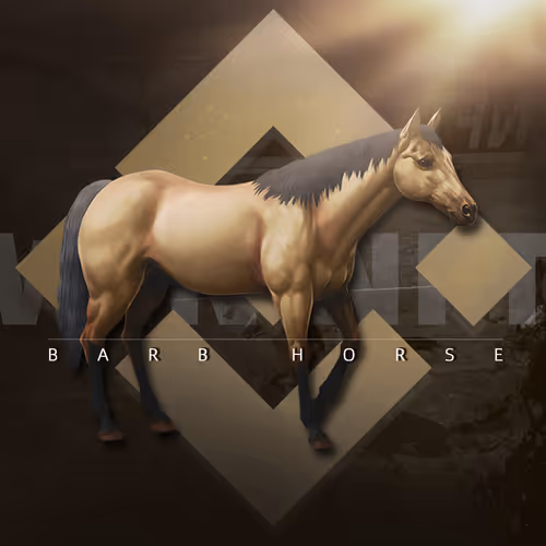 Barb Horse