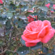 Roses in the Rain