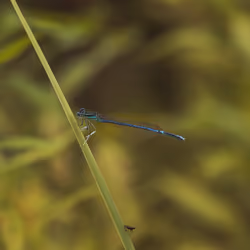 Damselfly and Hornfly #3