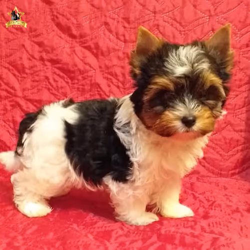 Mr_Vl Collection - old V3