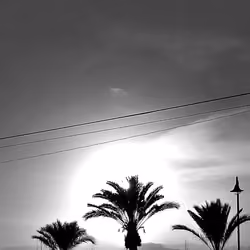3 Palms