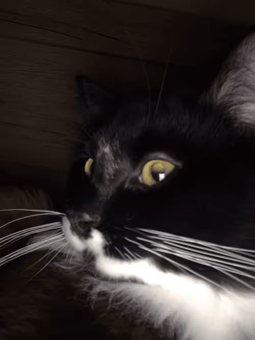 Item #88620716617673083585627837988580633538250574912163719095668572656488018870273 Media