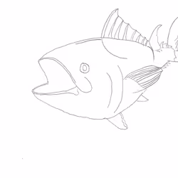 Atlantic Blue Fin Tuna #55