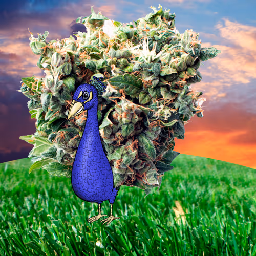 Item #39757497346721364108474336109240685337569356530407317932142356592464146464769 Media