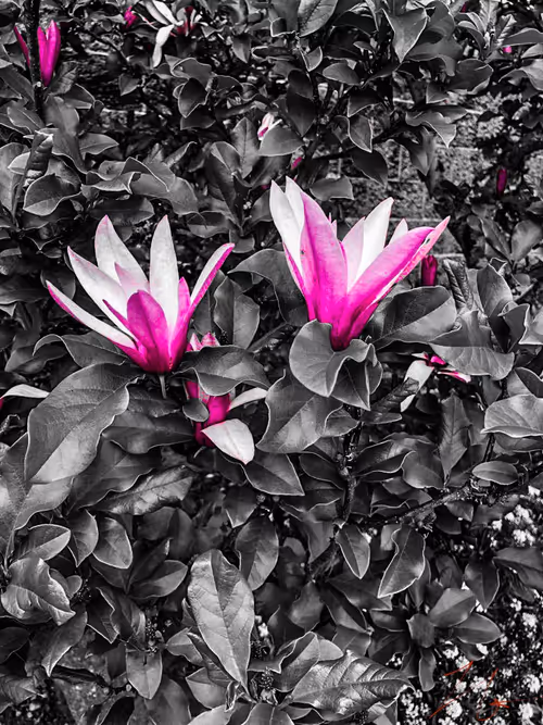 Item #20976301758881134831989222665278936219784108903075361536191037500752043966465 Media