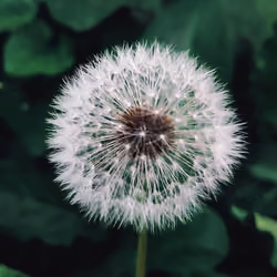 dandelion