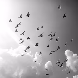 17-freedom