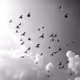 47165667436139367182153448523181934367112410564427375565539139123145076637697