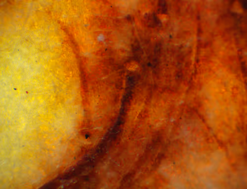 Item #71646257518770613568983710813551014237803002136866425209291834295674424262657 Media