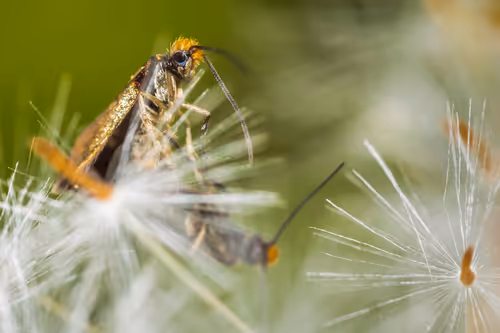 Item #39429723732328753597162802523214725559746815112814606355756412609825081393153 Media