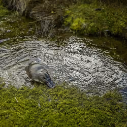 Platypus