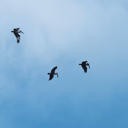 Fly Over
