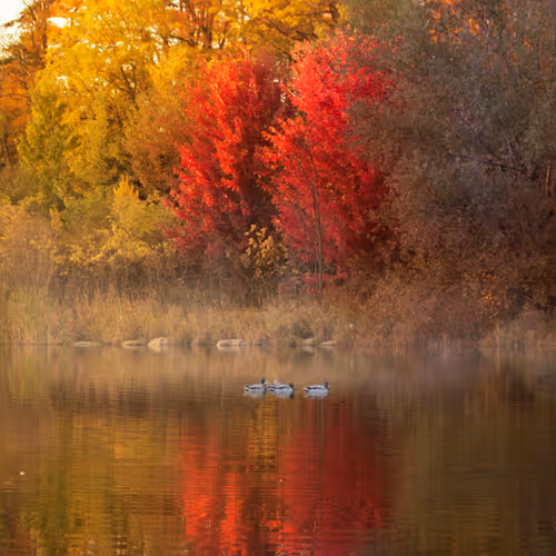 Fall Diaries CIhymdgfcp