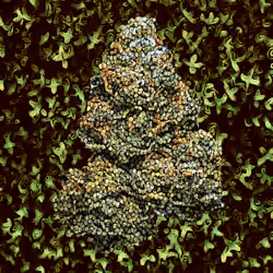 Girl Scout Cookies - Green Series