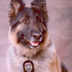 K9 Kodiak