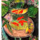 The Goldfish aka-NFT
