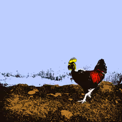 gallo tres