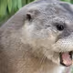 nori otter