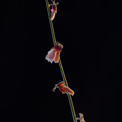 Flower 019