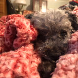 Cozy Buddy