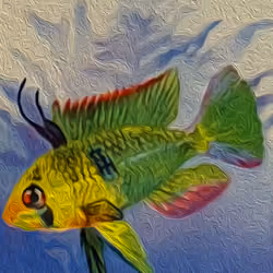Papiliochromis Ramirezi