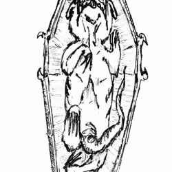 Rat