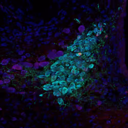 Neurons #18