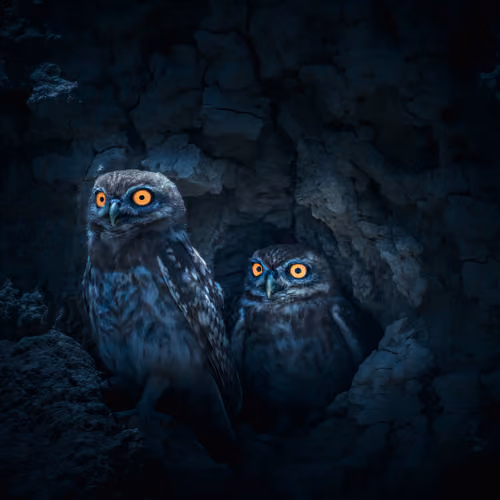 The Brothers