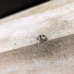 Unknown Bug