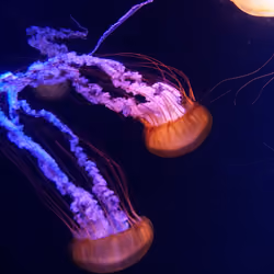 Jellys in Atlantis