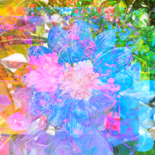 Klintmoor Flower Edition 34/50