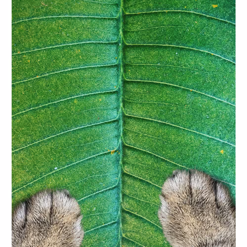 Ithinkyoushouldpaws