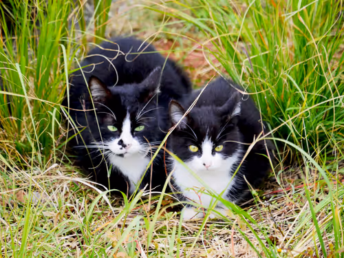 Item #55455677318123595031509472603724202920888355633279889545160944684229661294593 Media