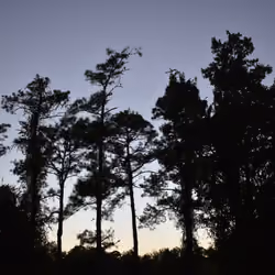 Sunset Through The Trees
