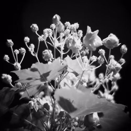 Item #20380569636516060626004001520646901486948118431845625458132693688413461676033 Media