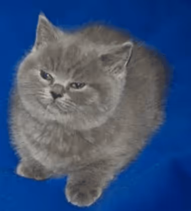 greycat2 Collection