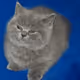 greycat2 Collection