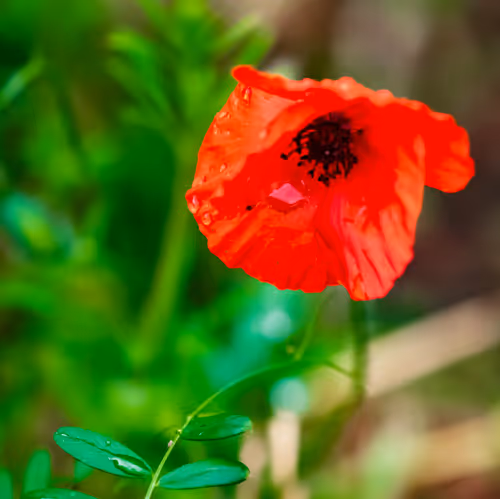 Item #103686277115178527412315898511256896200639863012682764514094226627694585446401 Media